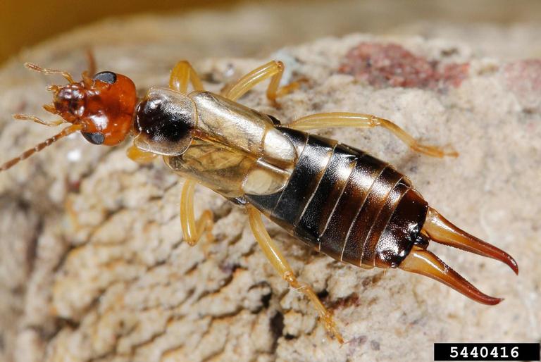 earwig picture 2